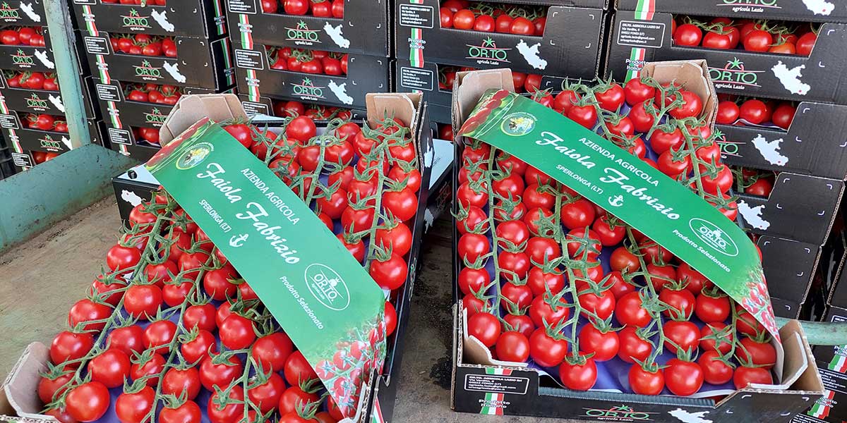 Ciliegino Dantesco F1: affidabilità e qualità anche ad alte temperature